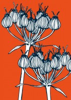 IL0169 Anis Blume illi Postkarte IL0169 Anis Blume illi Postkarte