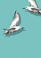 IL0283 Fino und Miro Möwe Vogel Postkarte illi Nürnberg IL0283 Fino und Miro Möwe Vogel Postkarte illi Nürnberg