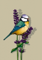 IL0258 Lisu Vogel illi Postkarte IL0258 Lisu Vogel illi Postkarte