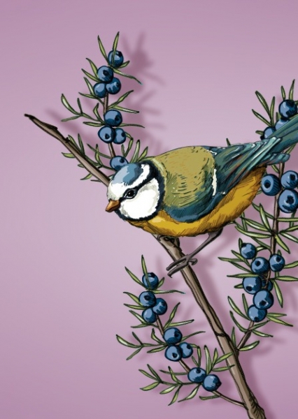 IL0435 Vogel Manti Postkarte illi Nürnberg