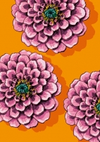 IL0319 Blumen Zinni Postkarte illi Nürnberg IL0319 Blumen Zinni Postkarte illi Nürnberg