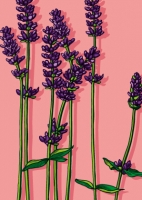 IL0260 Lavendel Postkarte illi IL0260 Lavendel Postkarte illi