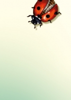 IL0401 Joni Marienkäfer Postkarte illi Nürnberg IL0401 Joni Marienkäfer Postkarte illi Nürnberg