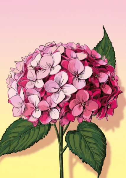 IL0445 Blume Mima Postkarte Nürnberg