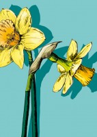 IL0235 Nari Blumen illi Postkarte IL0235 Nari Blumen illi Postkarte