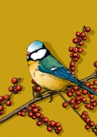 IL0416 Tilli Vogel illi Postkarte Nürnberg IL0416 Tilli Vogel illi Postkarte Nürnberg