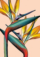 IL0161 Litzia Blume illi Postkarte IL0161 Litzia Blume illi Postkarte