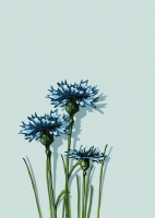 IL0377 Katalin Blumen illi Nürnberg Postkarte IL0377 Katalin Blumen illi Nürnberg Postkarte