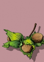 IL0311 Nocio Haselnuss Postkarte illi Nürnberg IL0311 Nocio Haselnuss Postkarte illi Nürnberg