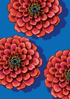 IL0320 Blumen Zinno Postkarte illi Nürnberg IL0320 Blumen Zinno Postkarte illi Nürnberg