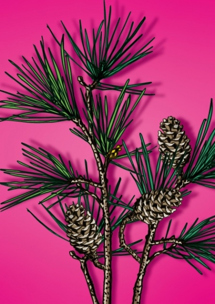 IL0437 Zweig Zuinzu Postkarte illi Nürnberg