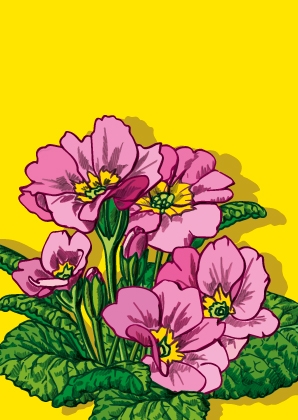 IL0247 Primula Pink Blume Postkarte illi