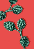 IL0184 Tannenzweig Zapfen rot Weihnachten illi Postkarte IL0184 Tannenzweig Zapfen rot Weihnachten illi Postkarte