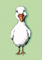 IL0412 Ente Tibo Grün Geburt Postkarte illi Nürnberg IL0412 Ente Tibo Grün Geburt Postkarte illi Nürnberg