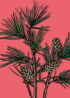 IL0268 Pango illi Postkarte Weihnachten Nürnberg IL0268 Pango illi Postkarte Weihnachten Nürnberg