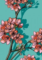 IL0167 Sakura Blume illi Postkarte IL0167 Sakura Blume illi Postkarte