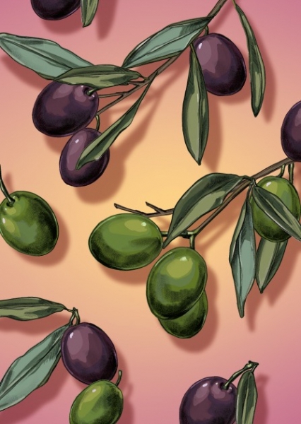 IL0438 Oliven Olav Postkarte illi Nürnberg